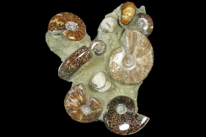 Tall, Composite Ammonite Fossil Display - Million Years Old #120701